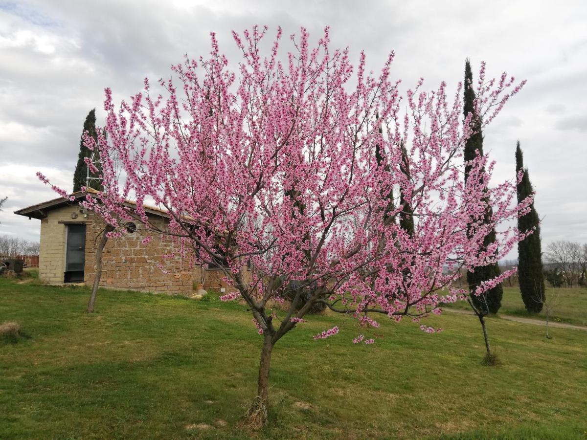 Podere Bianca Maria Agroturismo